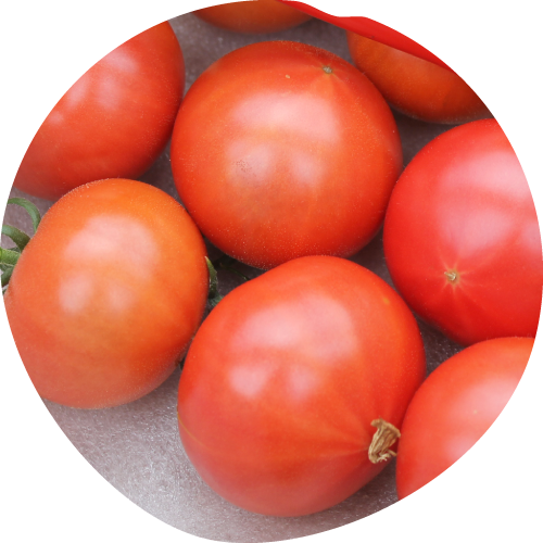 トマトファームのトマト
